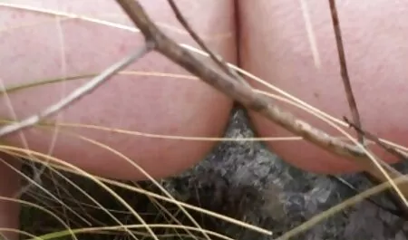 Murzyn położył pieska Na Dziewczynę i przeleciał. amatorski sex kamerki